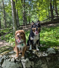 Dogs had a good time in surrounding forest.