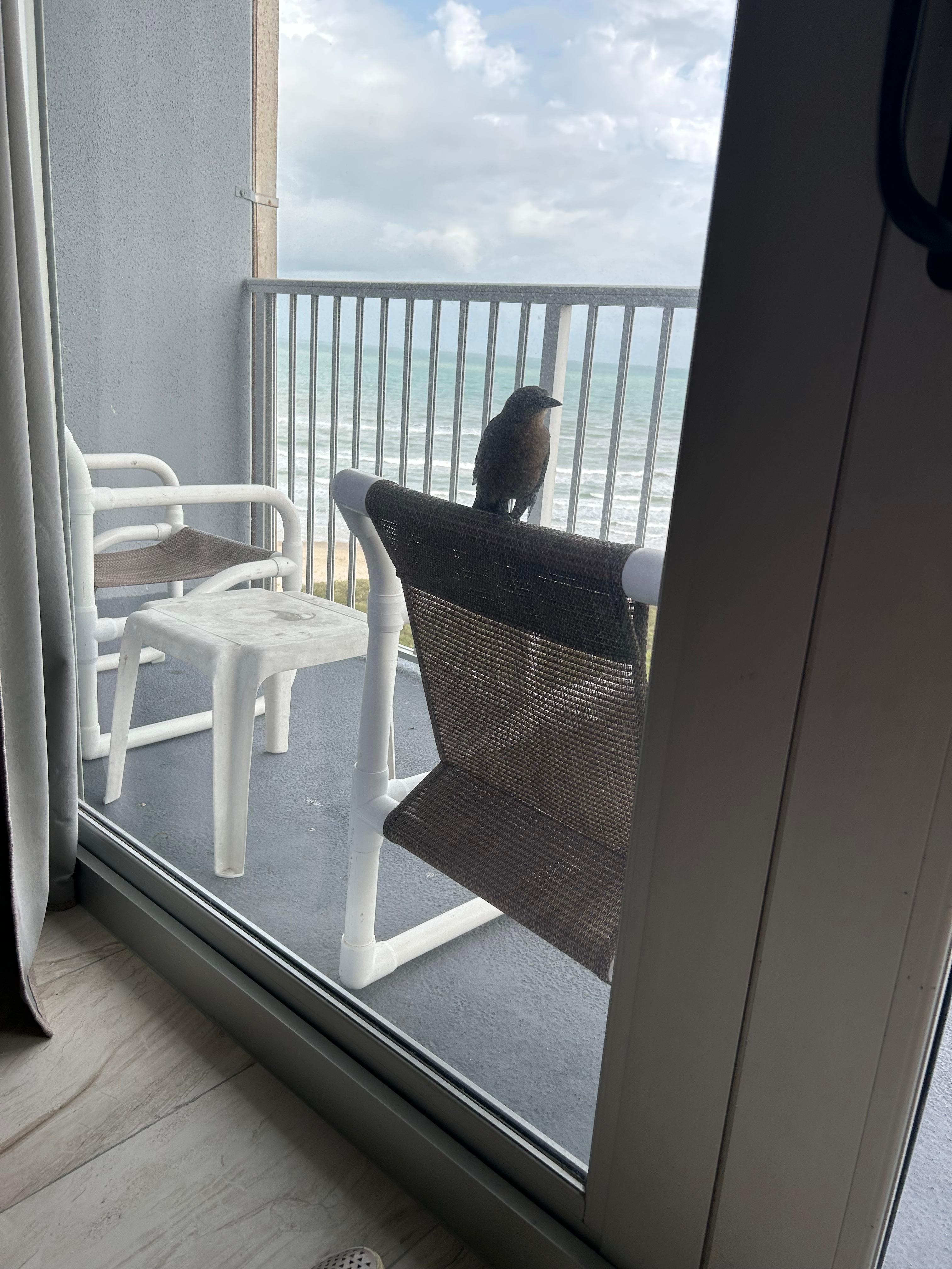 We had a new friend!  A bird!