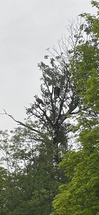 Bald eagles