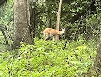 Another visitor