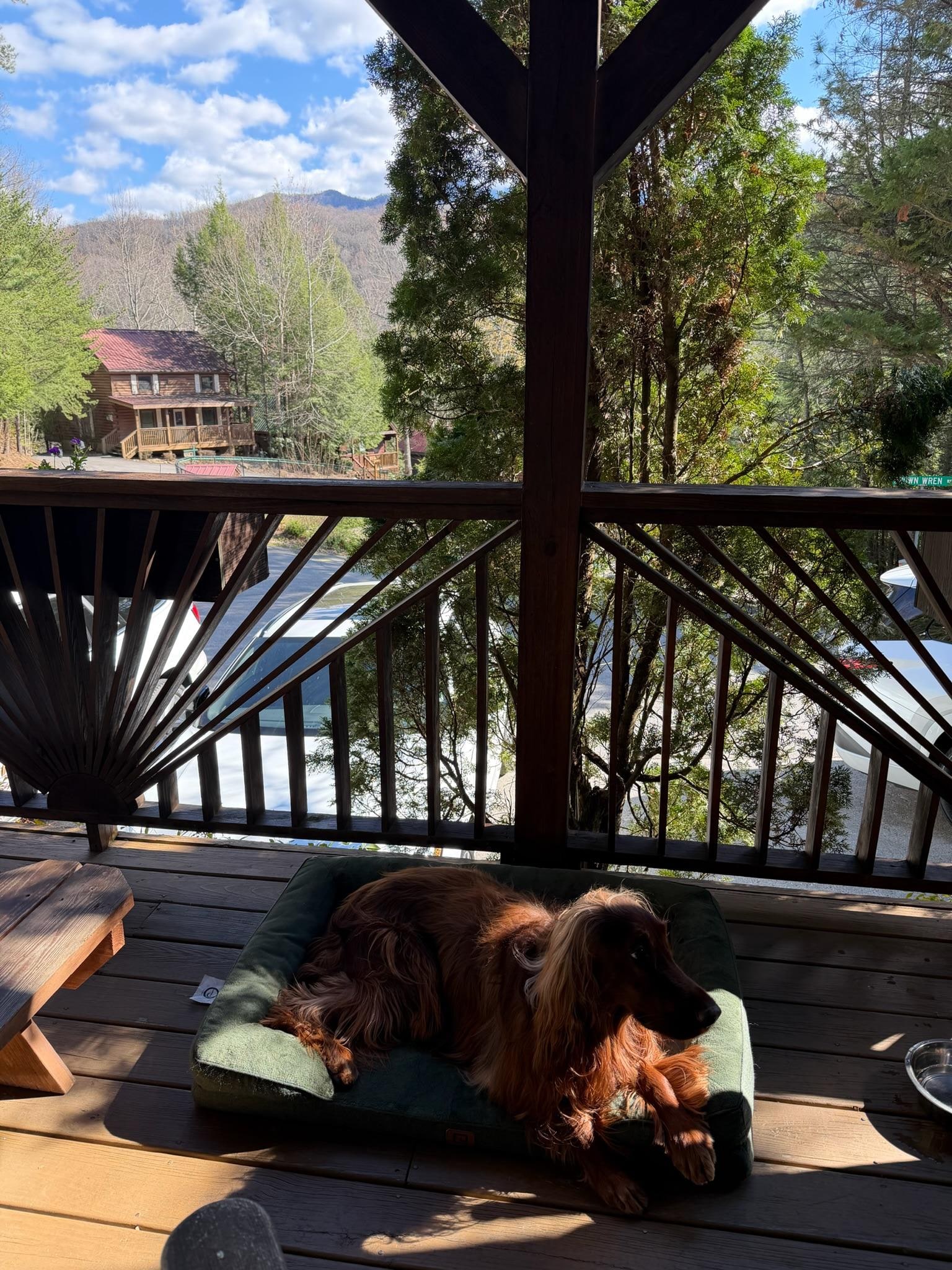 Everyone, especially Arthur enjoyed the spacious porch. 