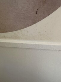 Stained/mold upholstery