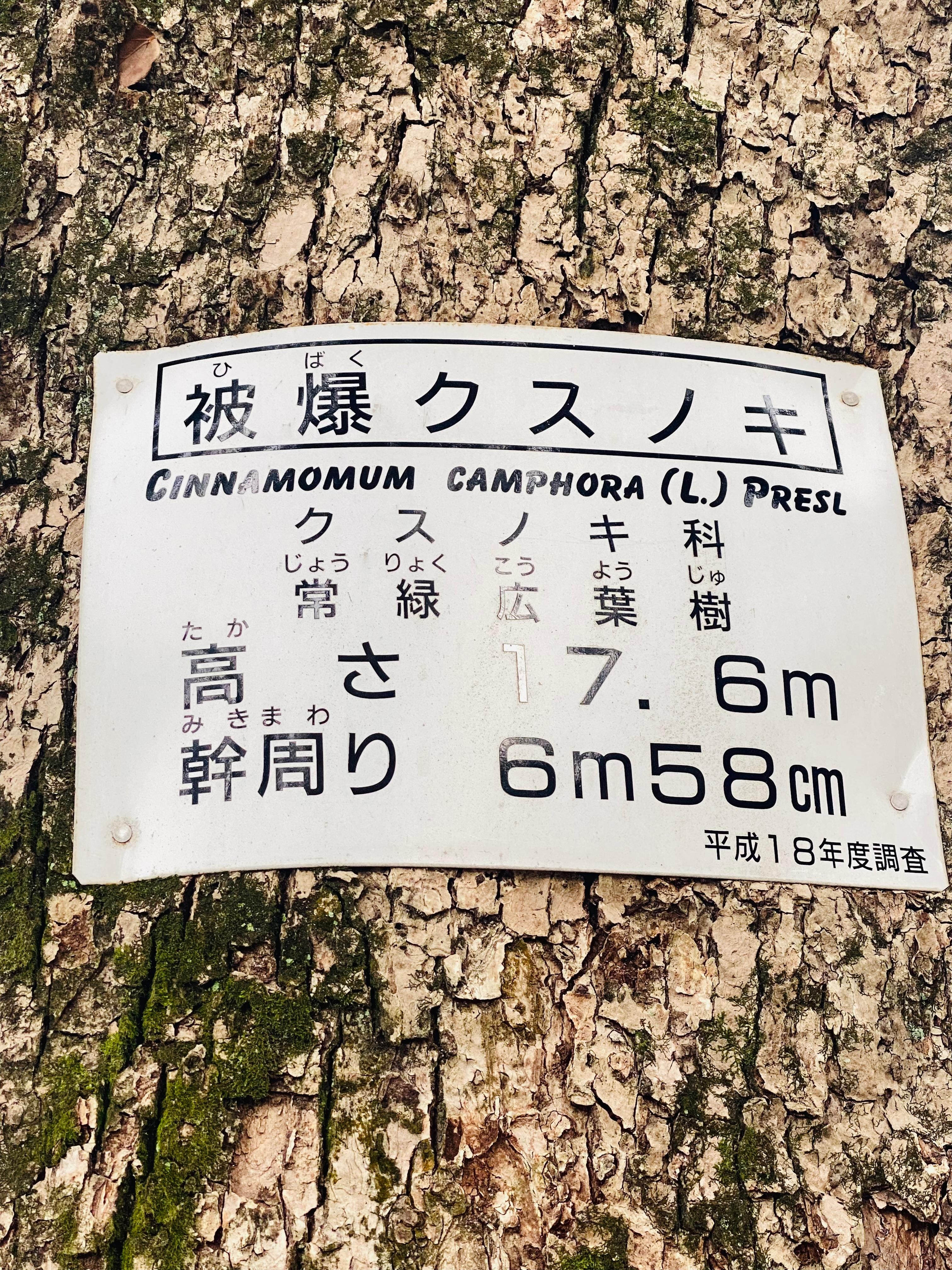 被爆クスノキ
ここに来たかったんです。