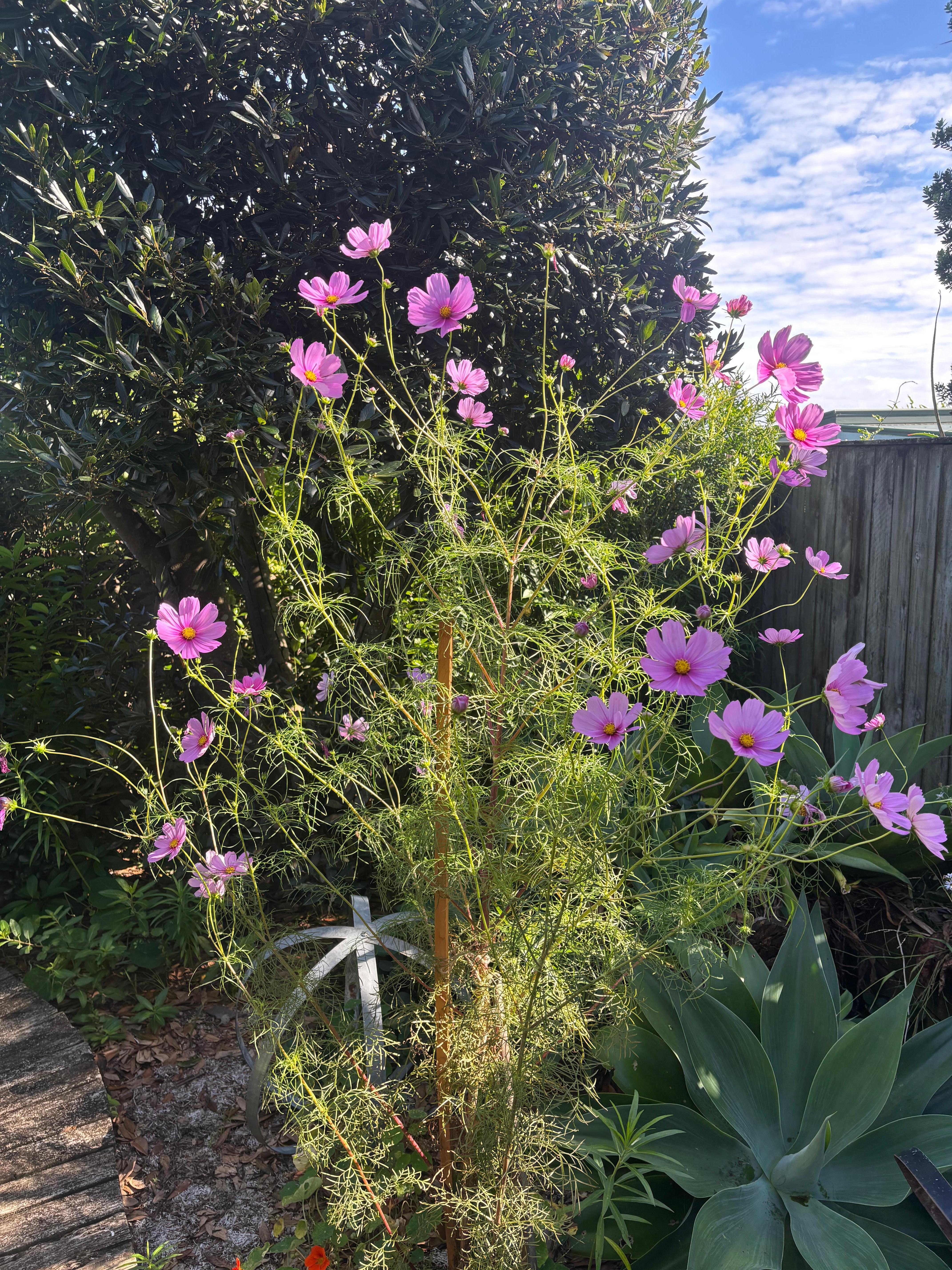 These were in bloom on lovely back area.