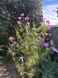 These were in bloom on lovely back area.