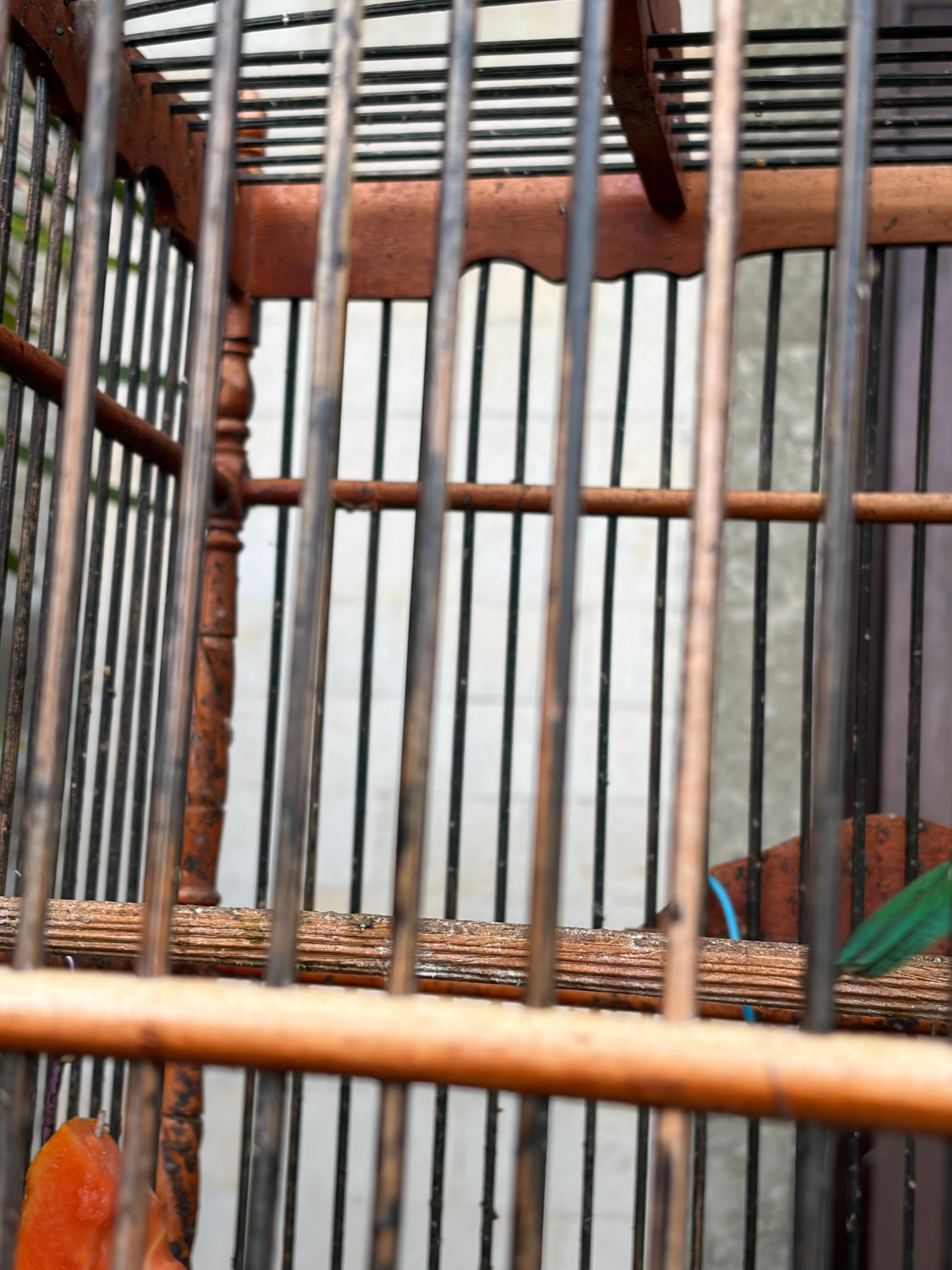 良い声で鳴く
緑の鳥
パパイヤ食べてた