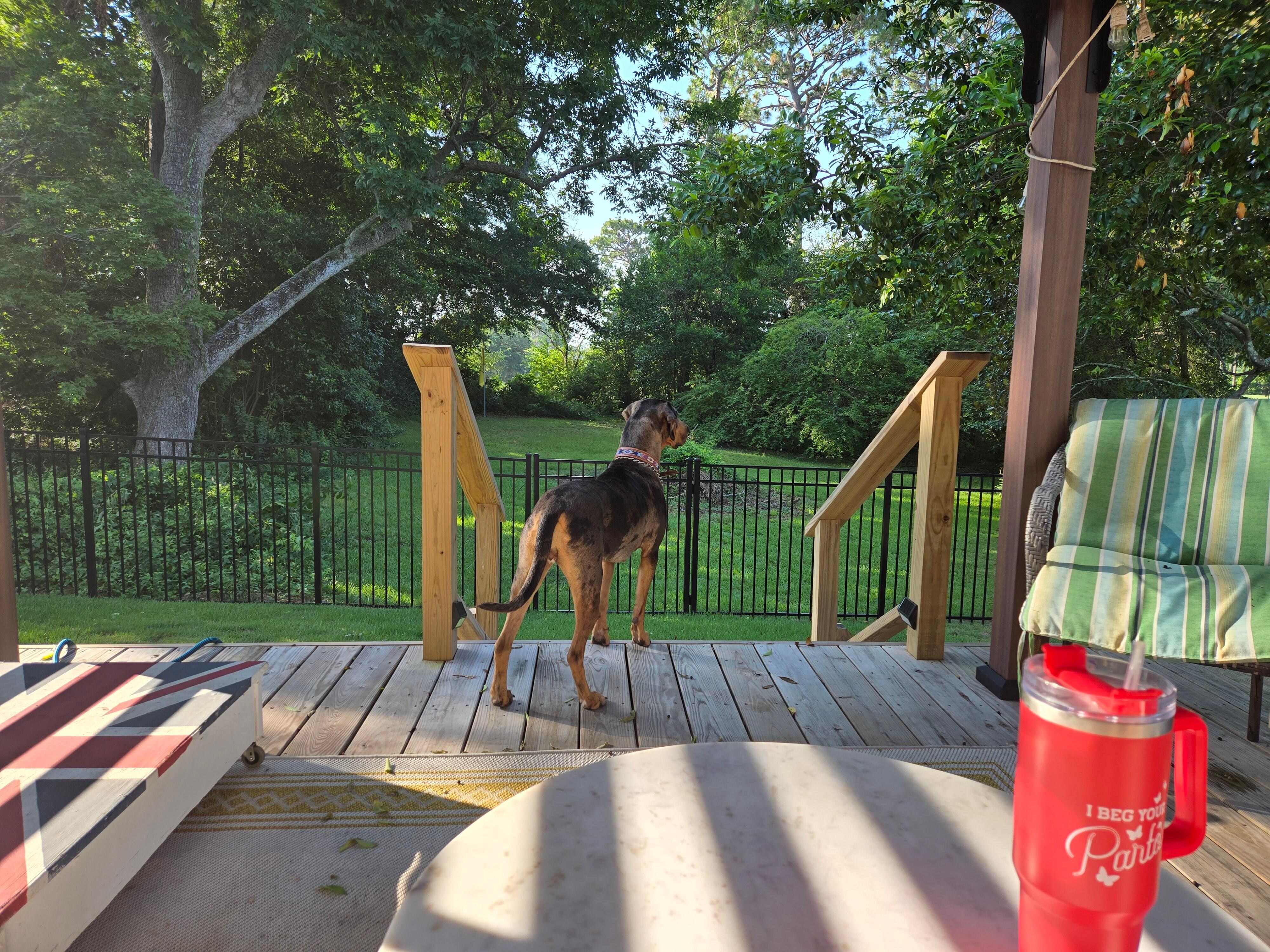 Freedom & I enjoying the back deck