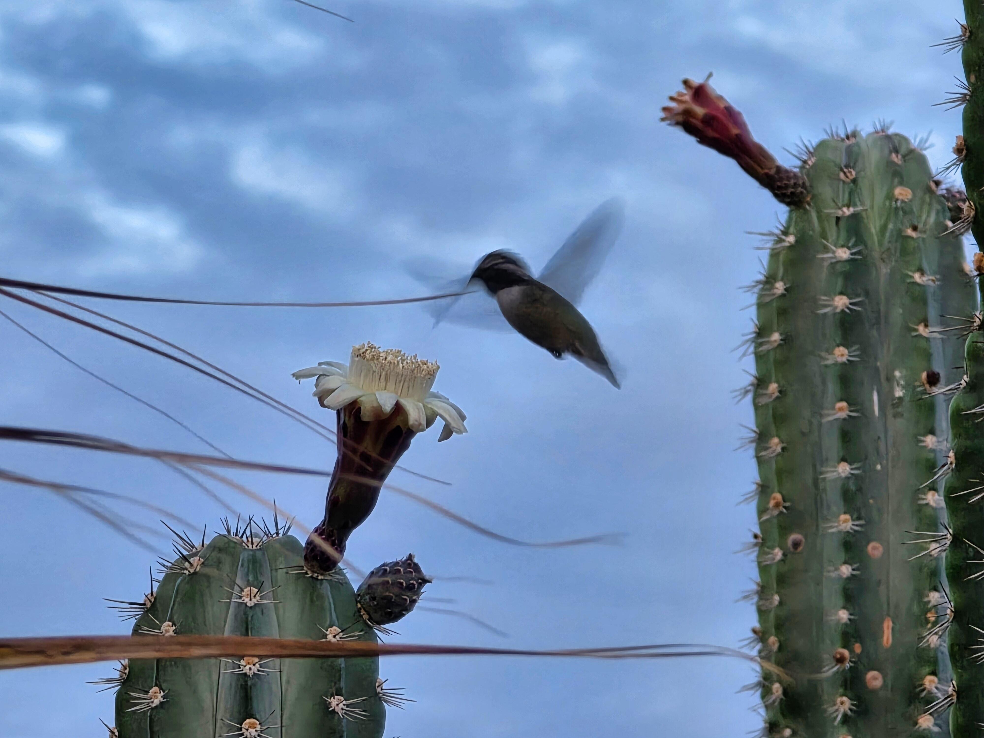 Hummingbird in den Kakteen.
