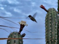 Hummingbird in den Kakteen.