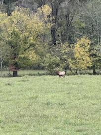 Bull Elk at Boxley Valley