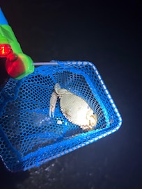 Crab caught during night fishing