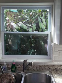 Kitchen window...little iguana middle right