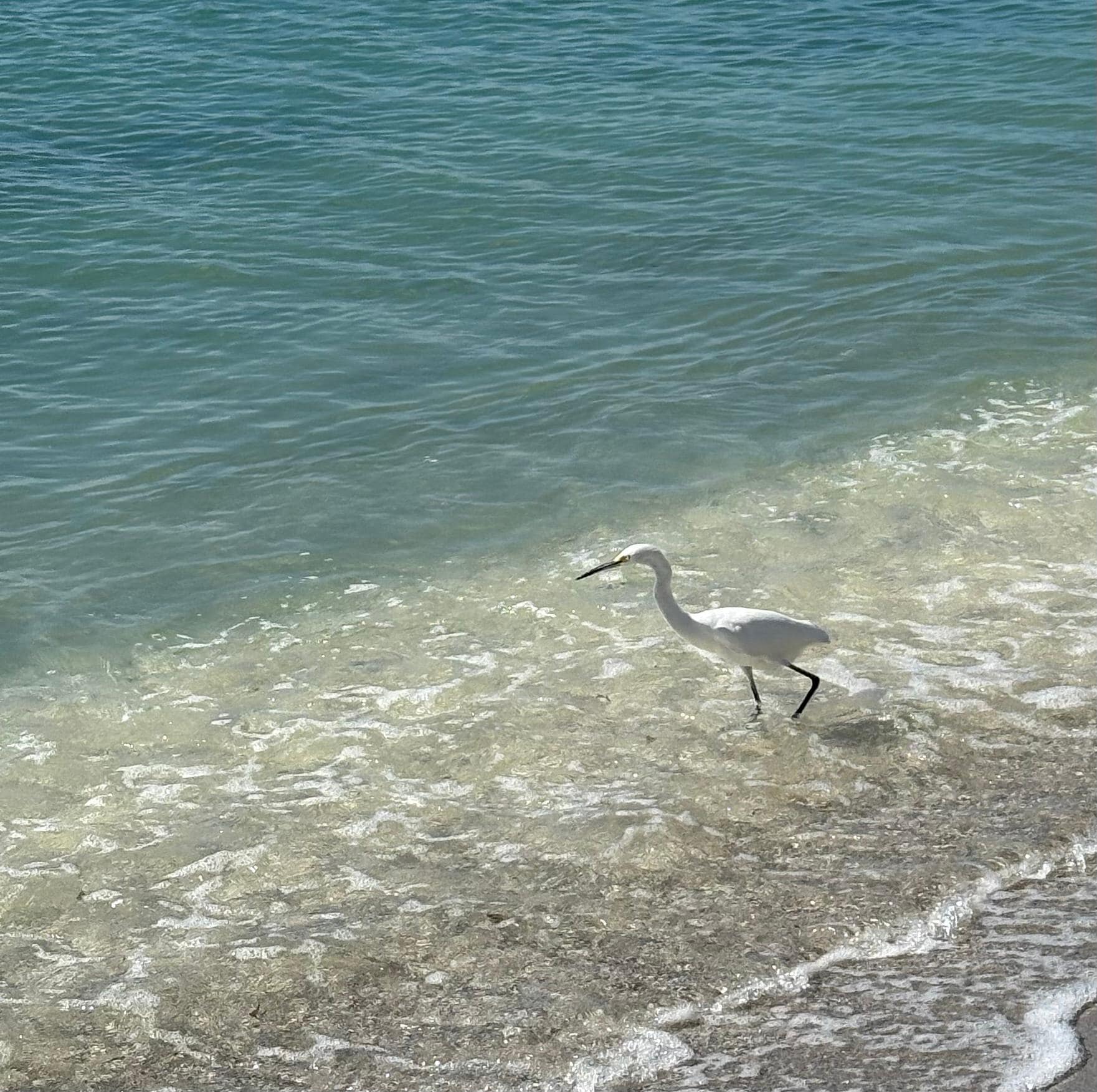 Wonderful variety of water foul