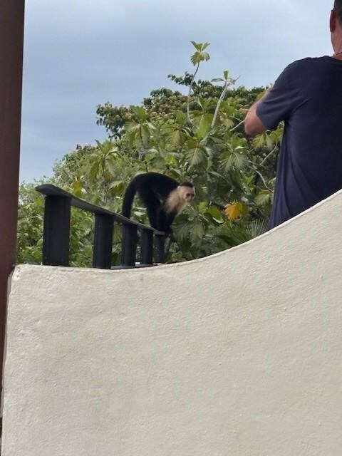 This is my husband on the patio of our room.  The monkeys came by everyday.