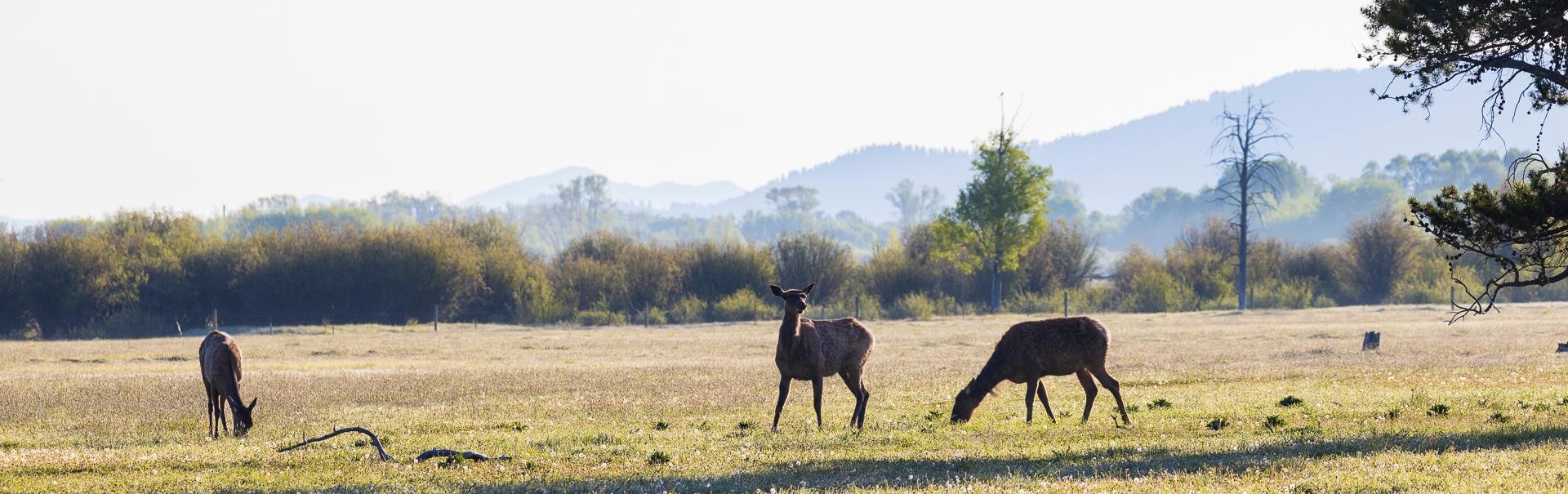 Morning elk behind the condo taken from the porch. 