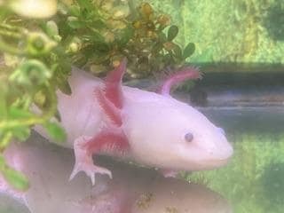 Favorite mammal of the kids axellotis 