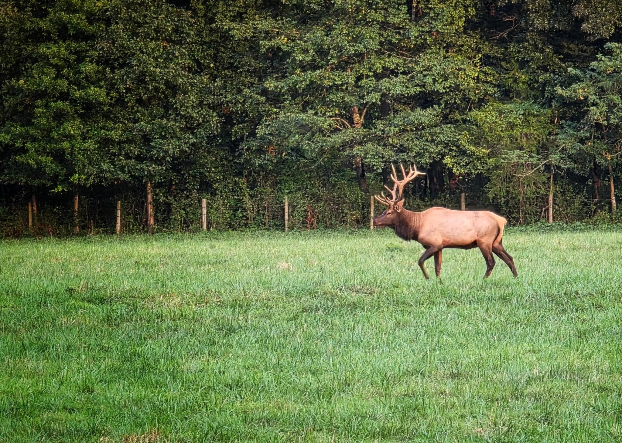 Elk