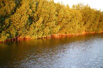 The mangrove lagoon