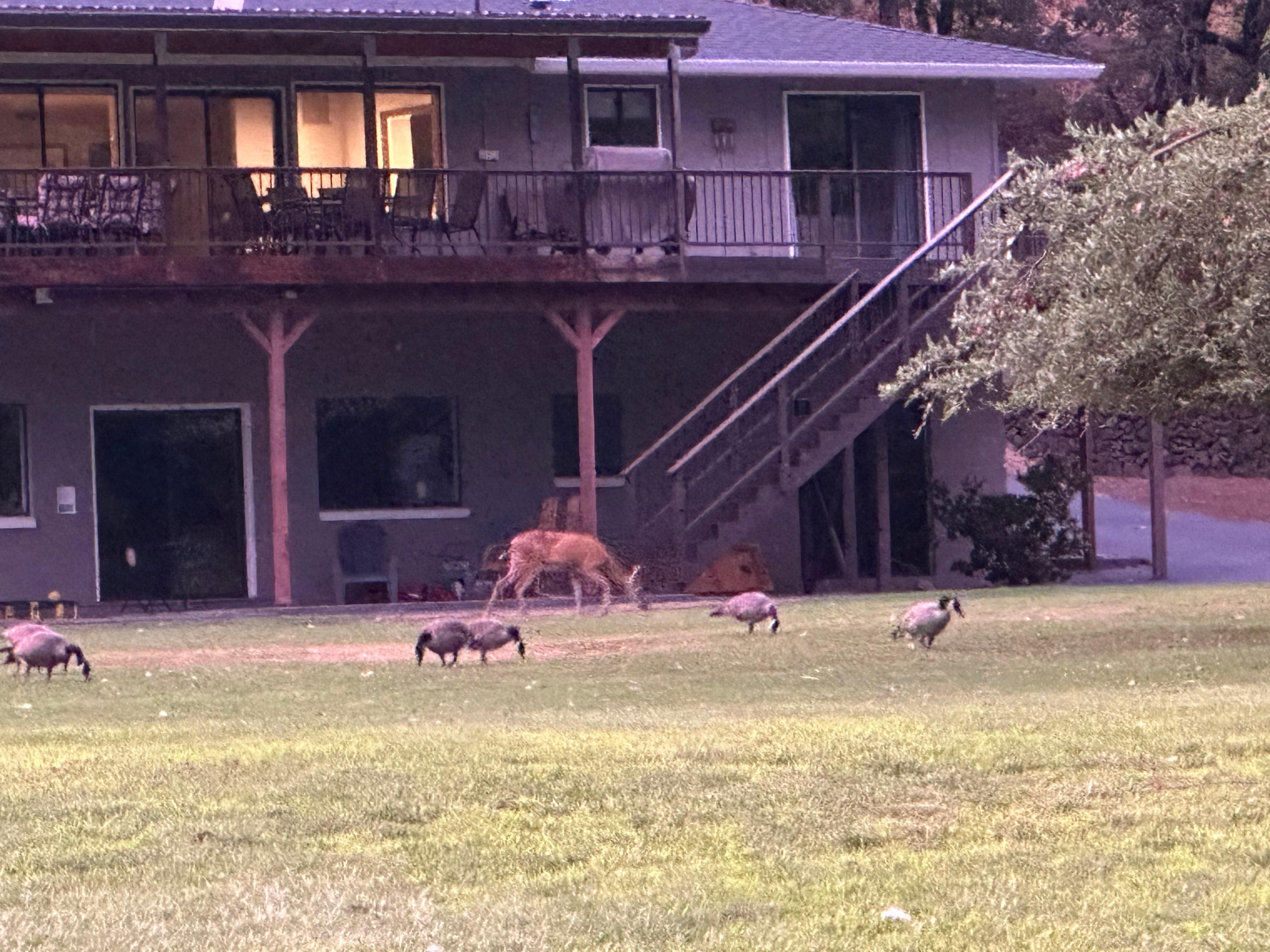 View of the house with ever present geese and frequent visitors doe and her two fawns.
