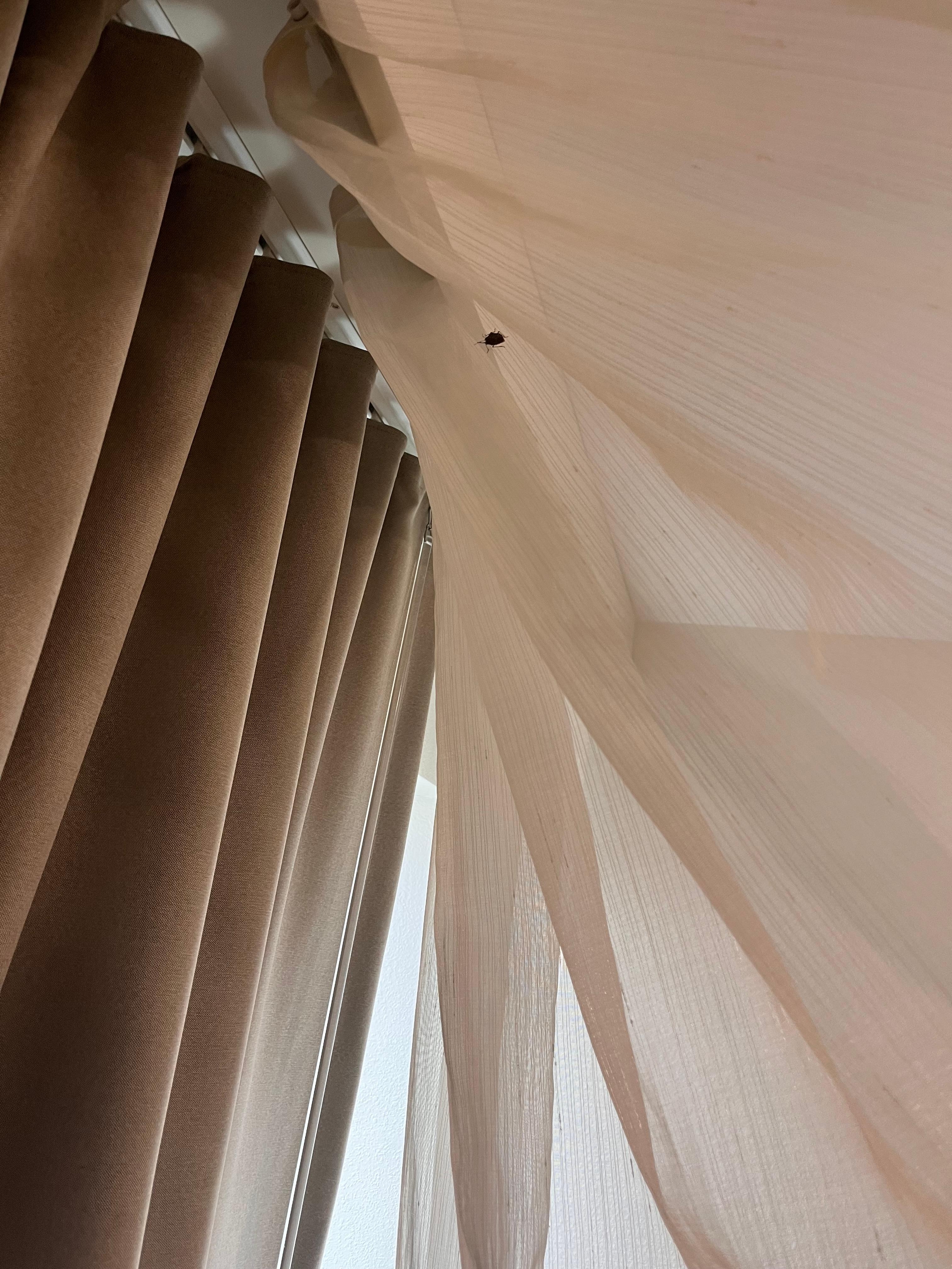 Bug on the curtain forgot to take the picture of the MOUSE POOP