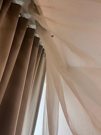 Bug on the curtain forgot to take the picture of the MOUSE POOP