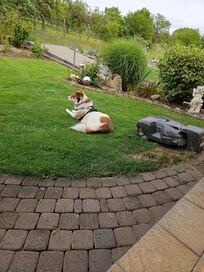 UNSERE Tiara hat den Garten geliebt!😍😍😍