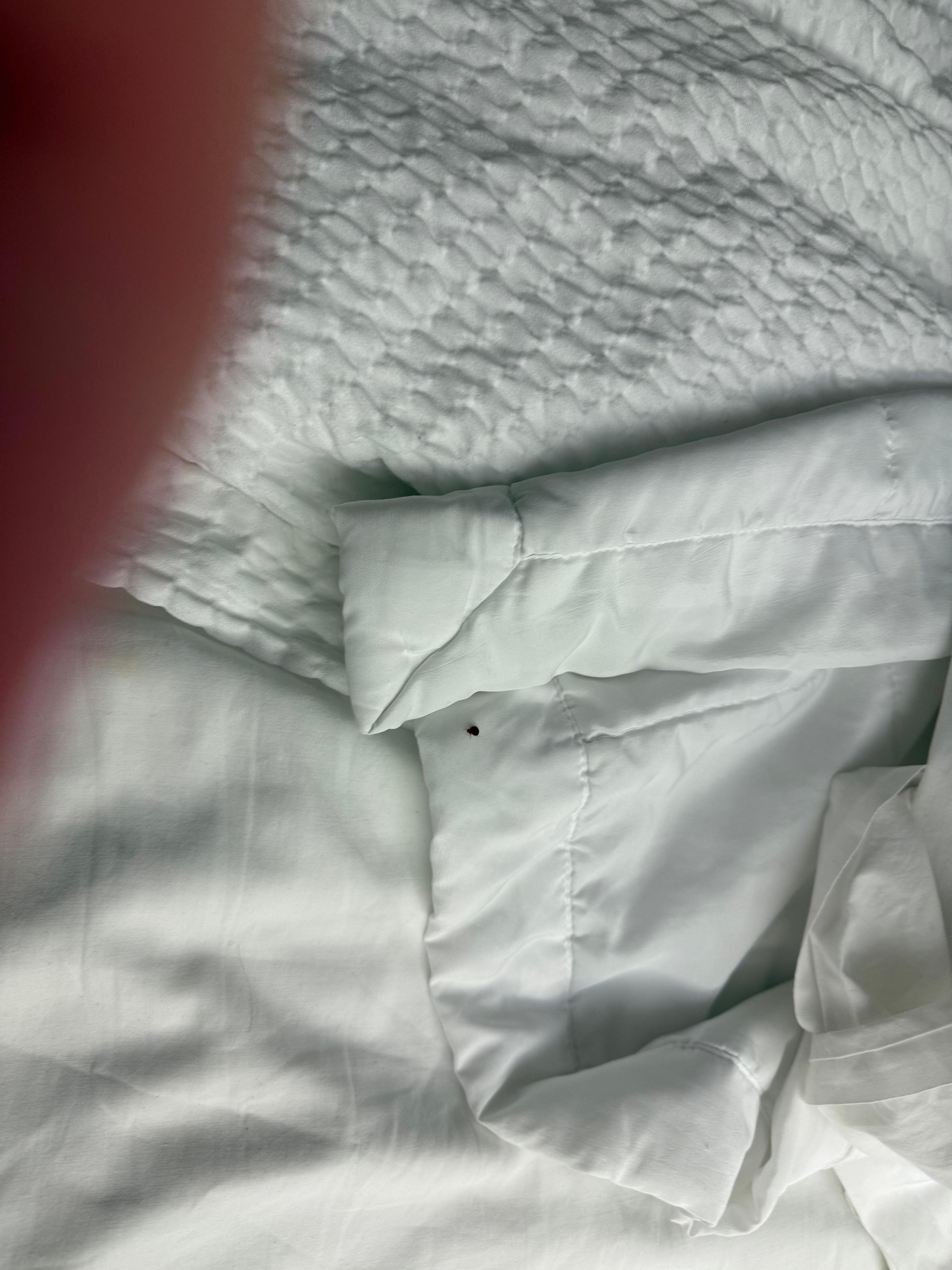 Baby bed bug