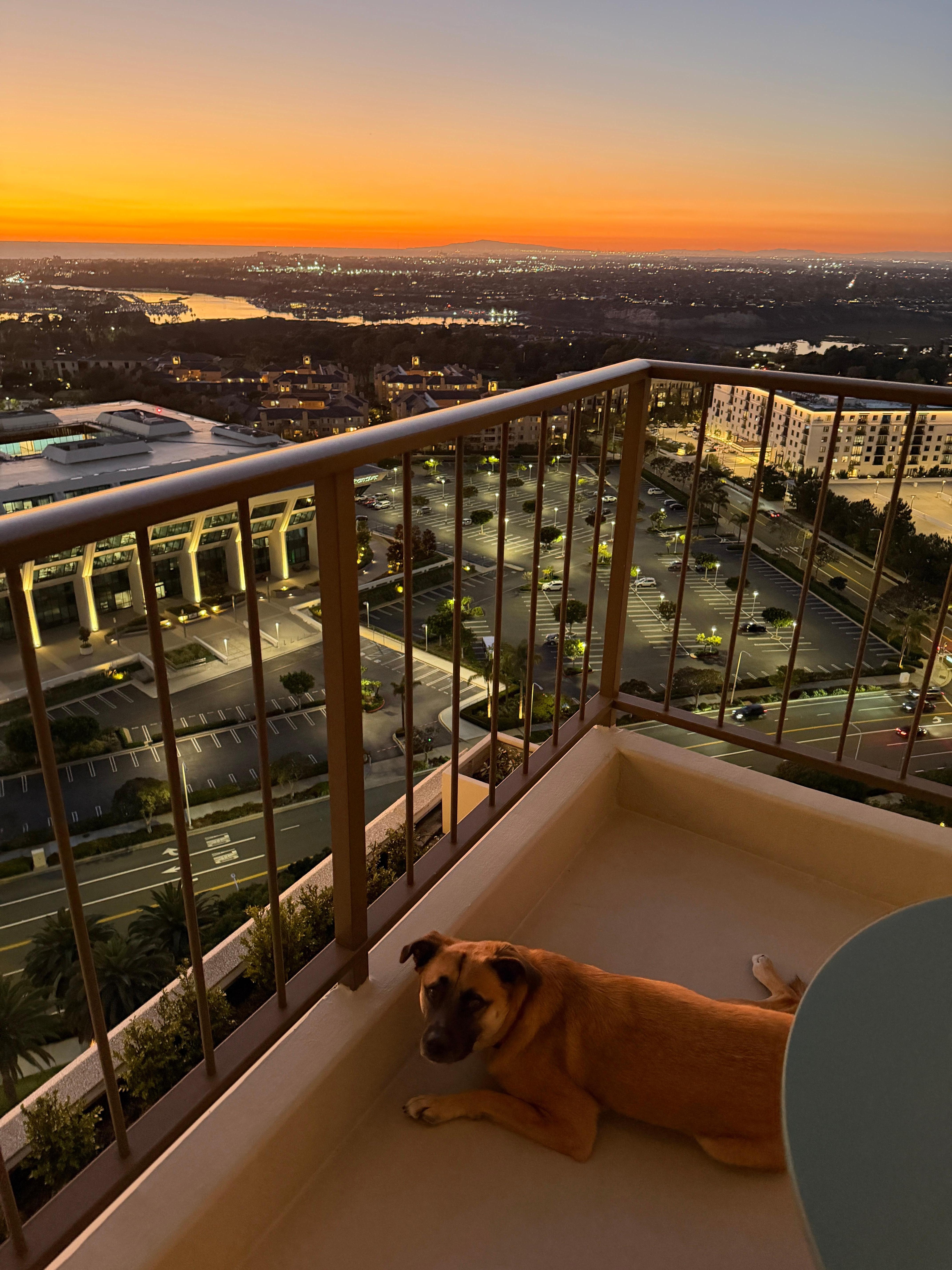 Dolly enjoying the room. 