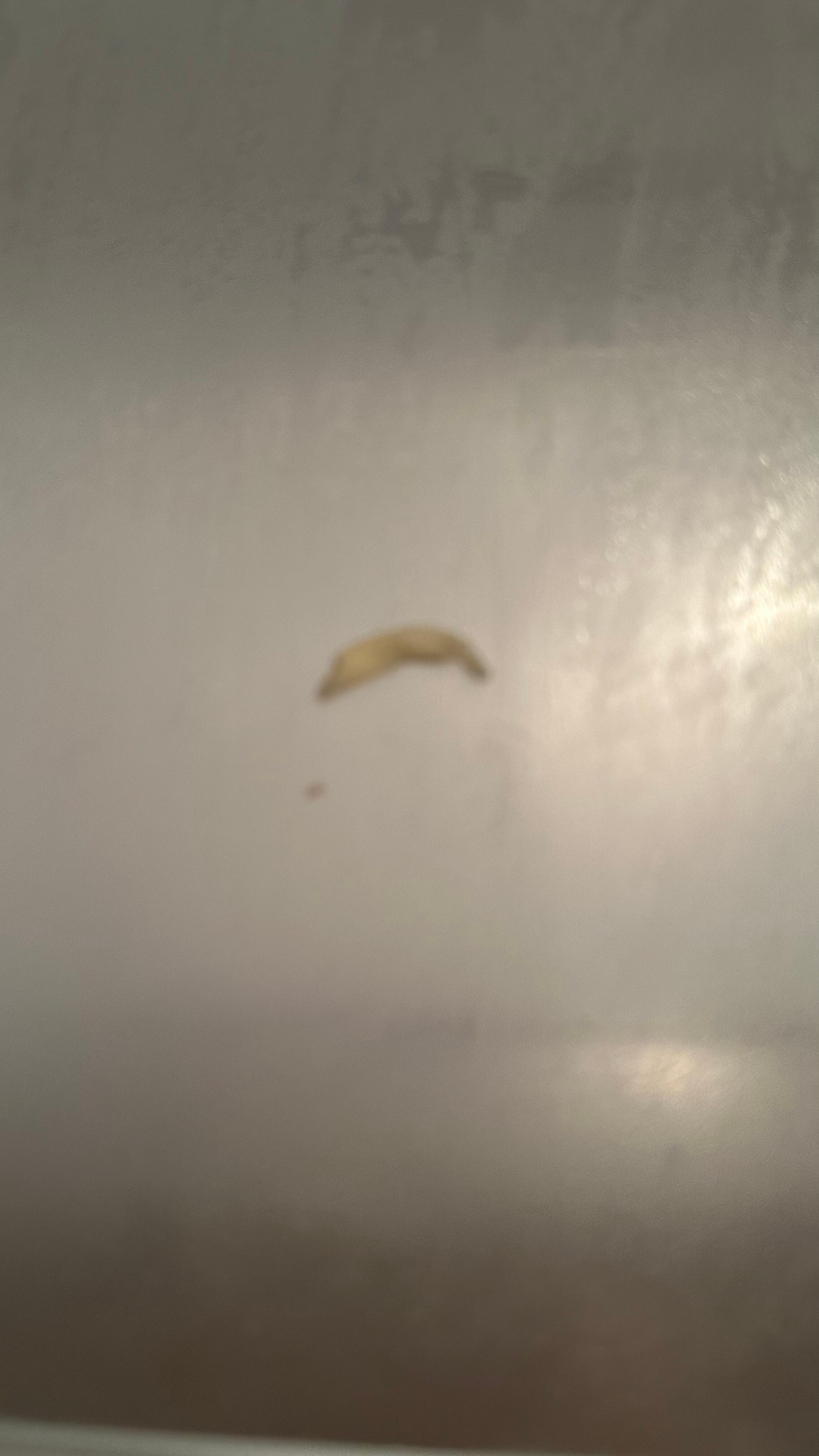 Toenail in the refrigerator