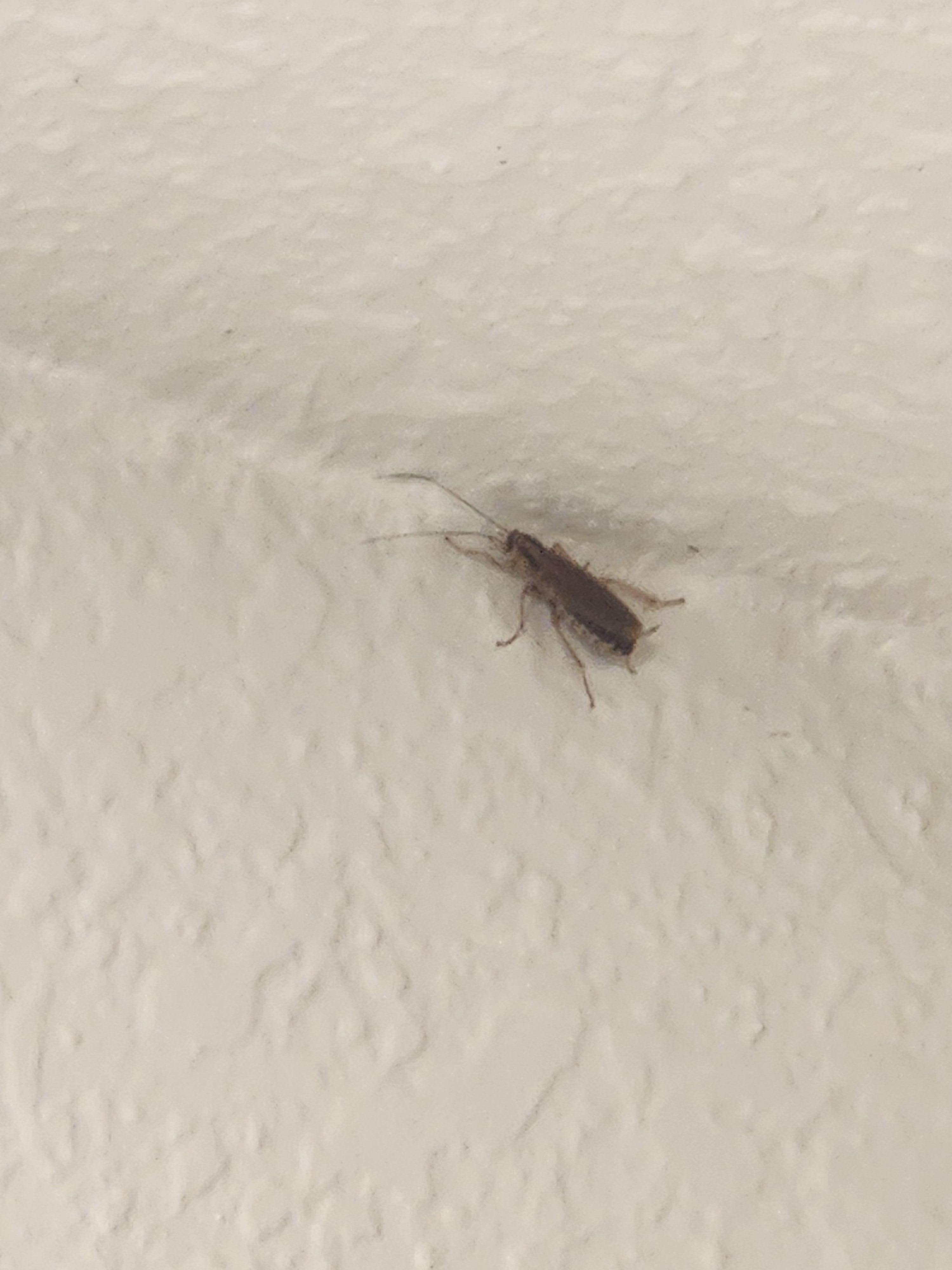 Friendly Roach in the shower...