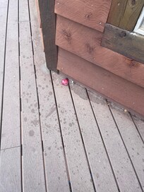 Food waste on porch