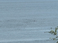 Dolphins from the balcony