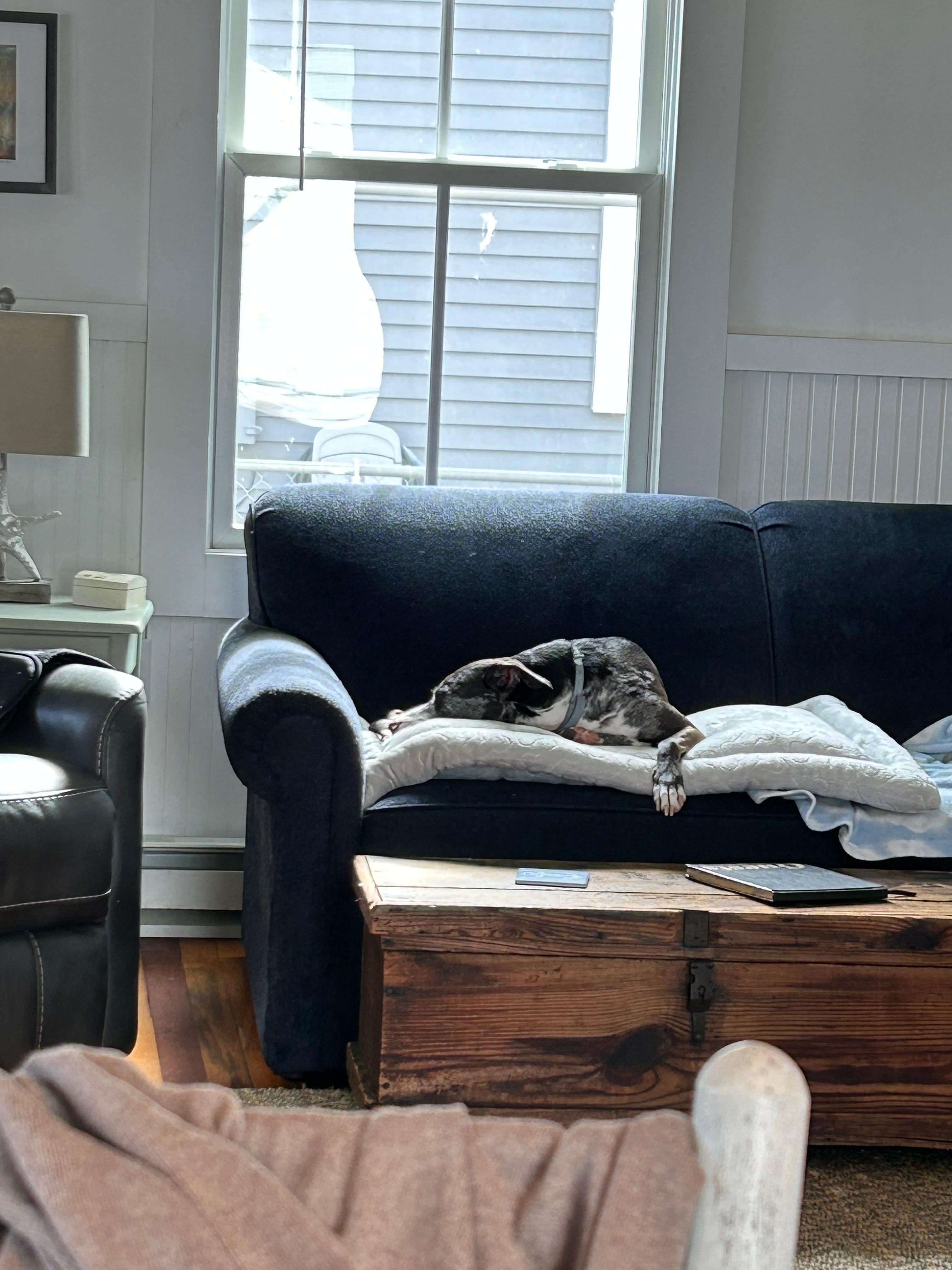 Zoomies around the yard and chasing squirrels- my dog finally slept!