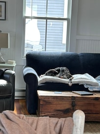 Zoomies around the yard and chasing squirrels- my dog finally slept!