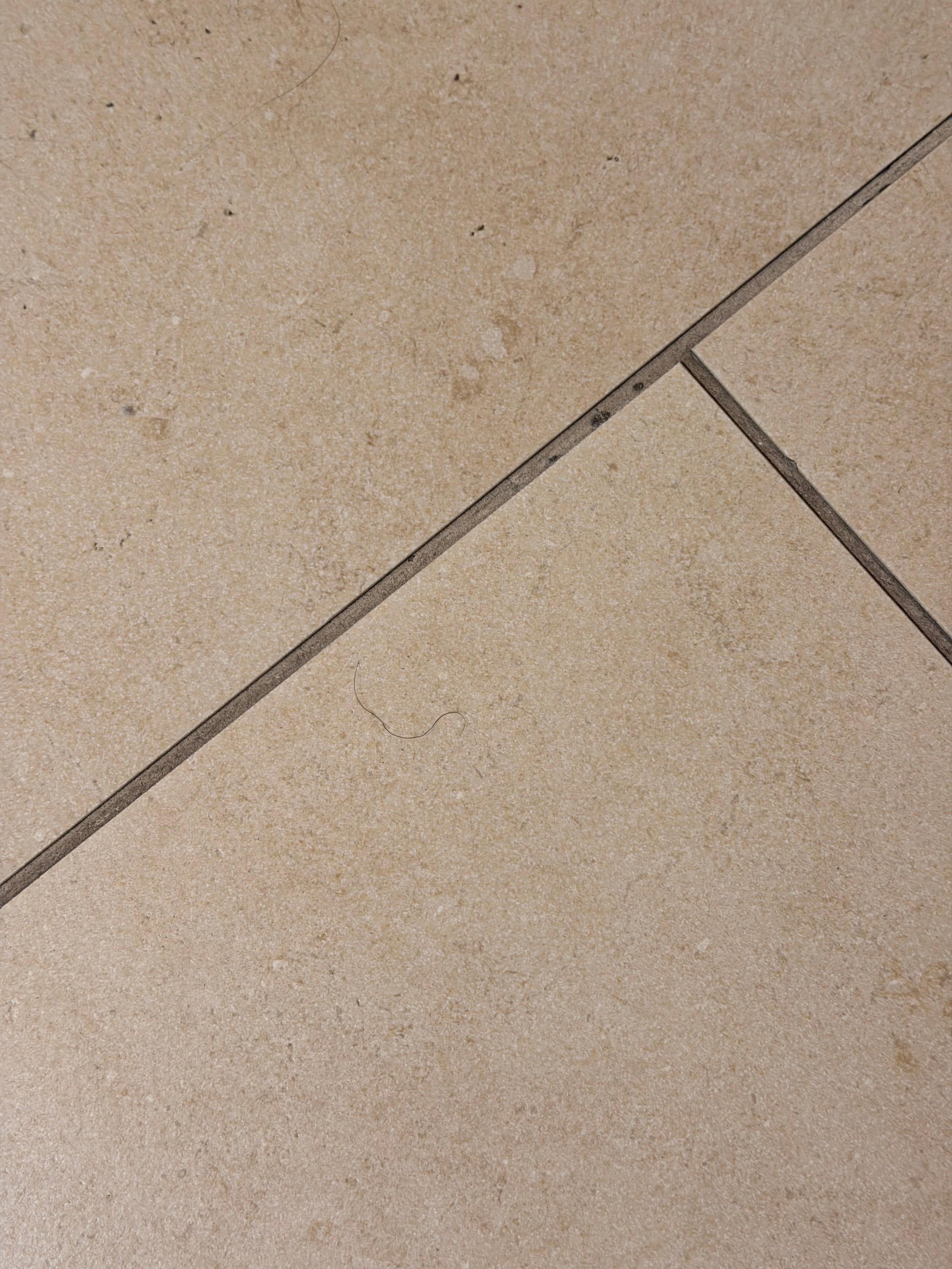 Hair and pubic hair on the bathroom floor upon arrival.