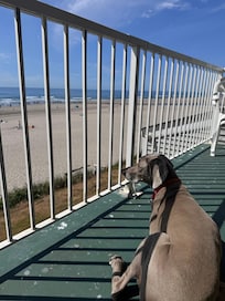 Our boy enjoying the view.