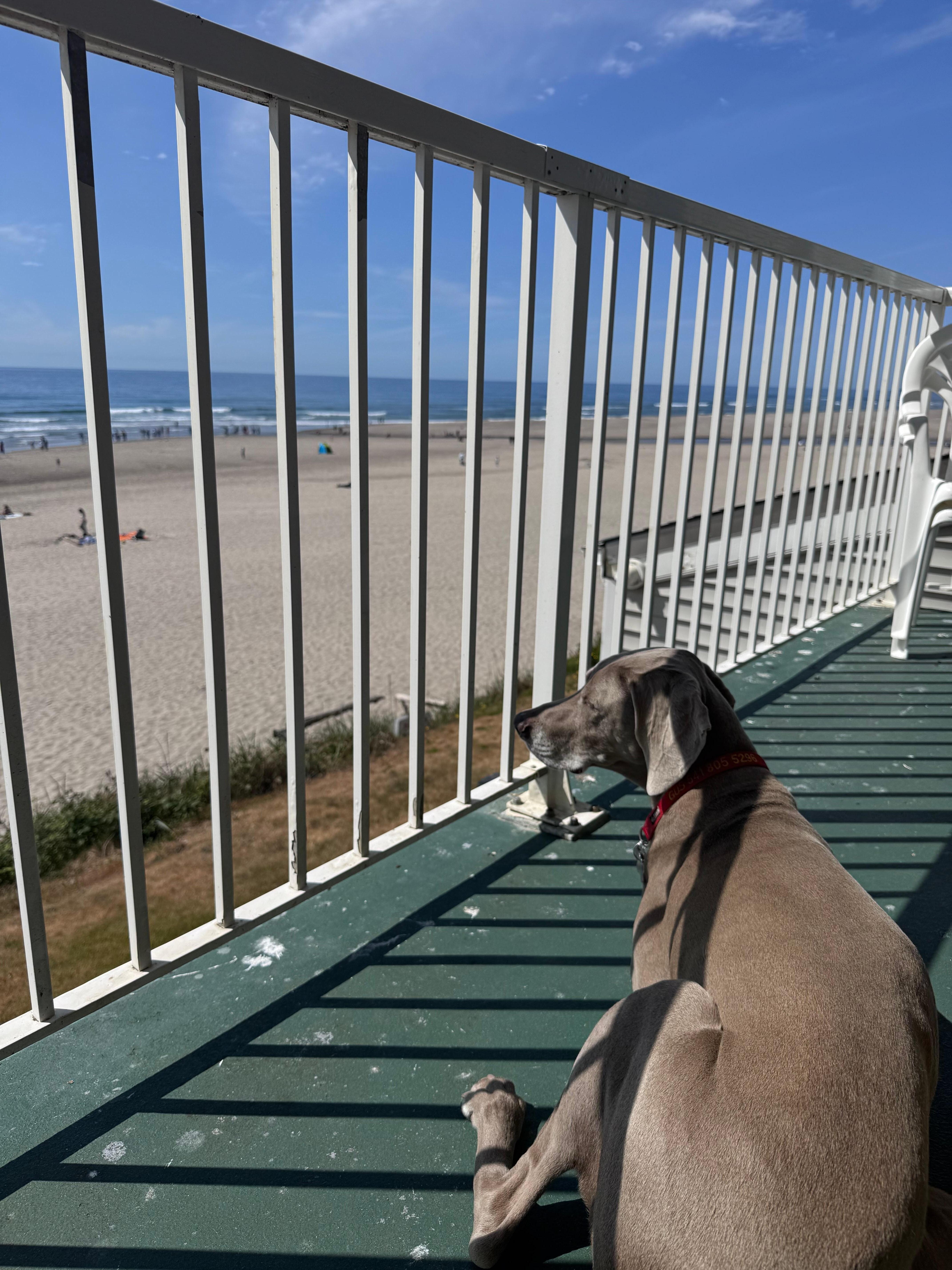 Our boy enjoying the view.
