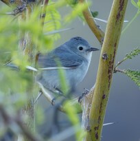 The vocalizations matched a Virginia Warbler, but this looks like a Lucy's Warbler to me.