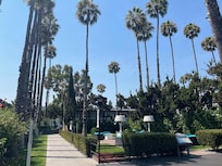 Palm trees