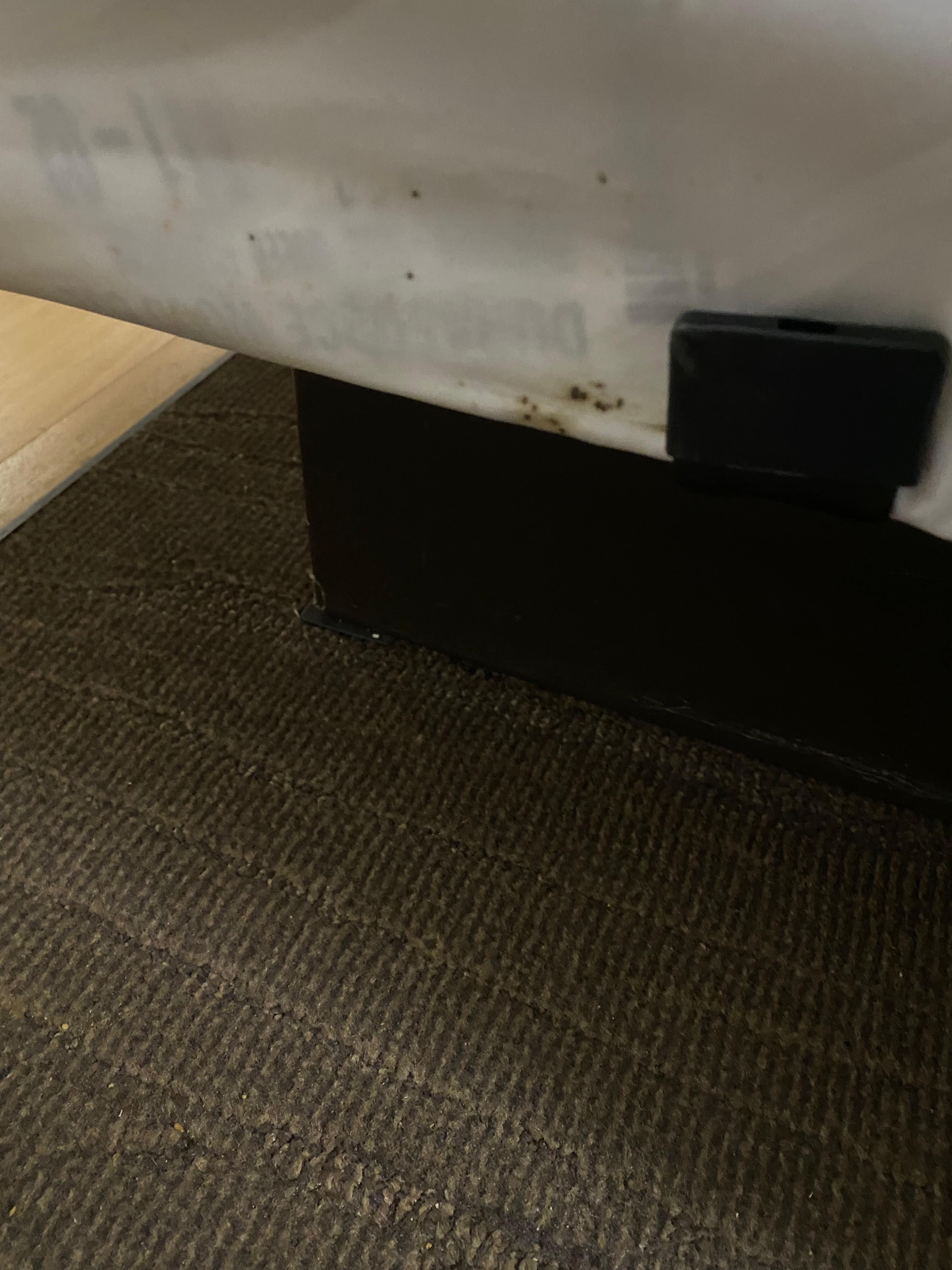 Bed bug droppings