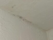 Black mold in the shower