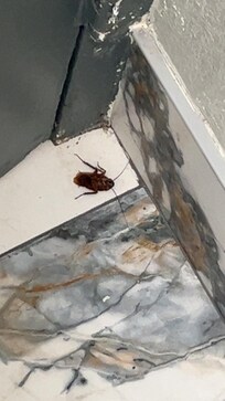 Little buddy was chillin in the bathroom