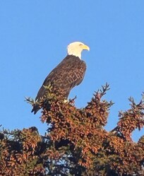 Bald Eagle visiting the property