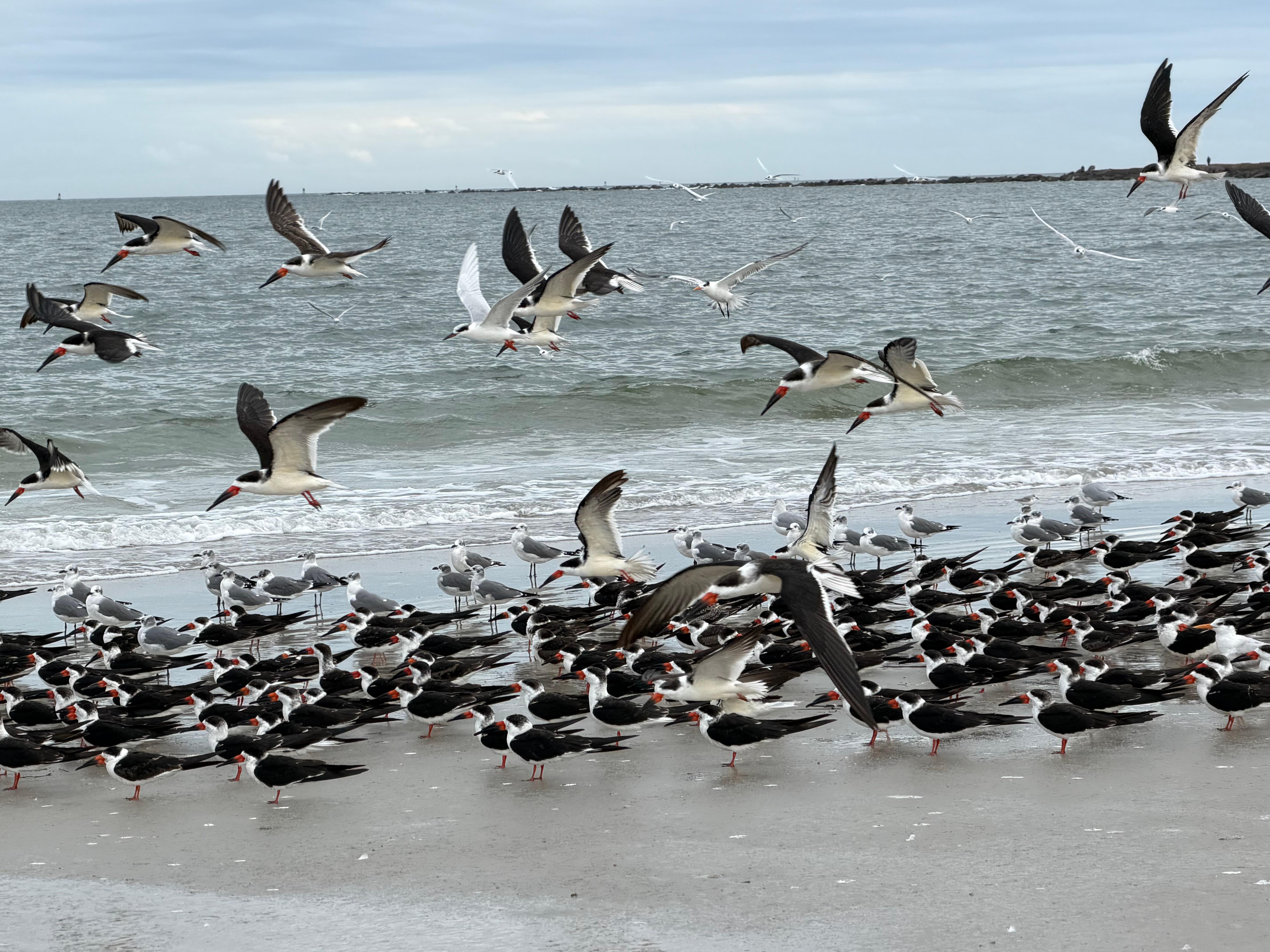 It’s only a 1.5 miles or less walk to get to the state park beach from this beach.