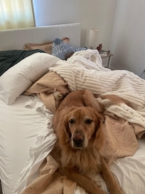 Tybee loved the huge back yard.