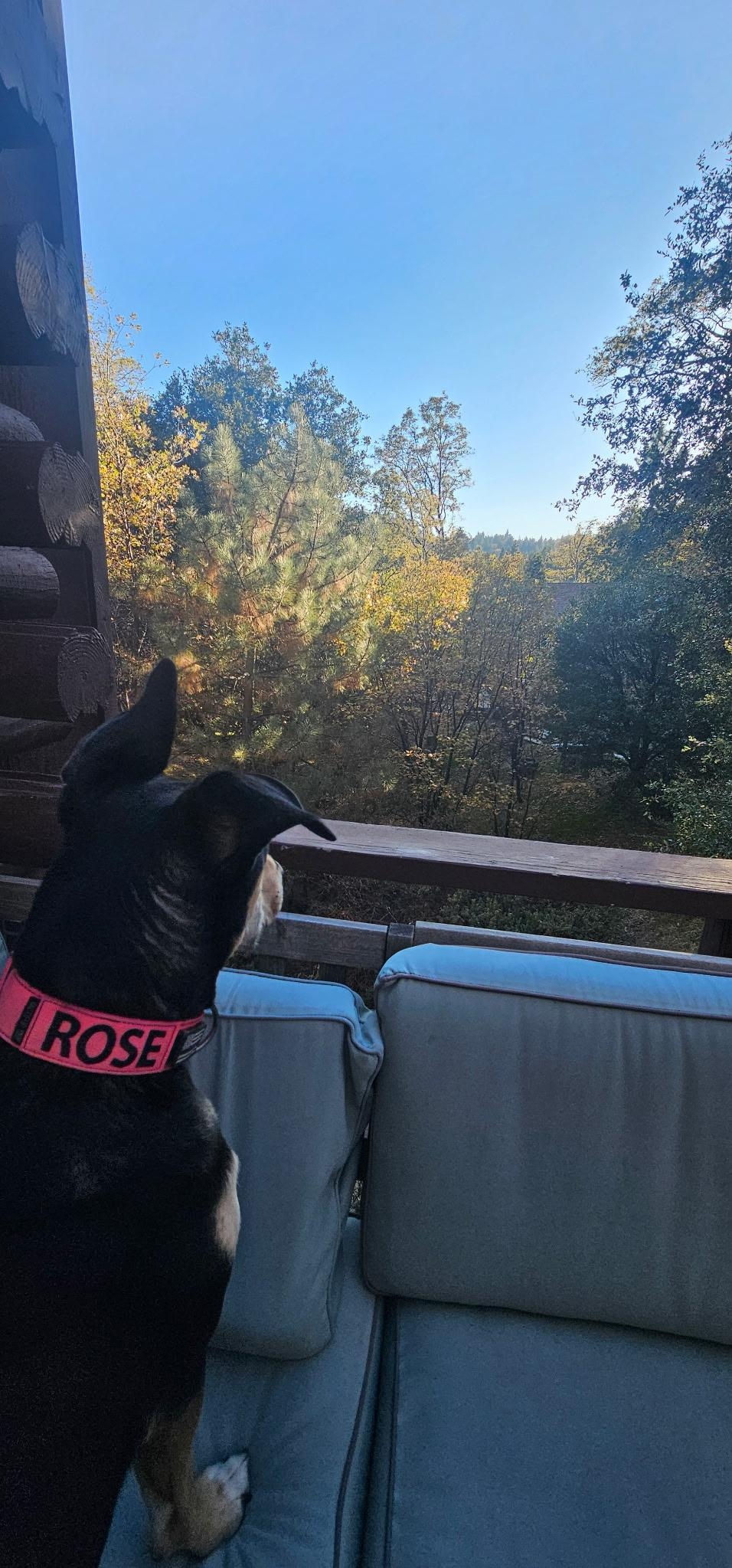 Rose loved the fall colors!  