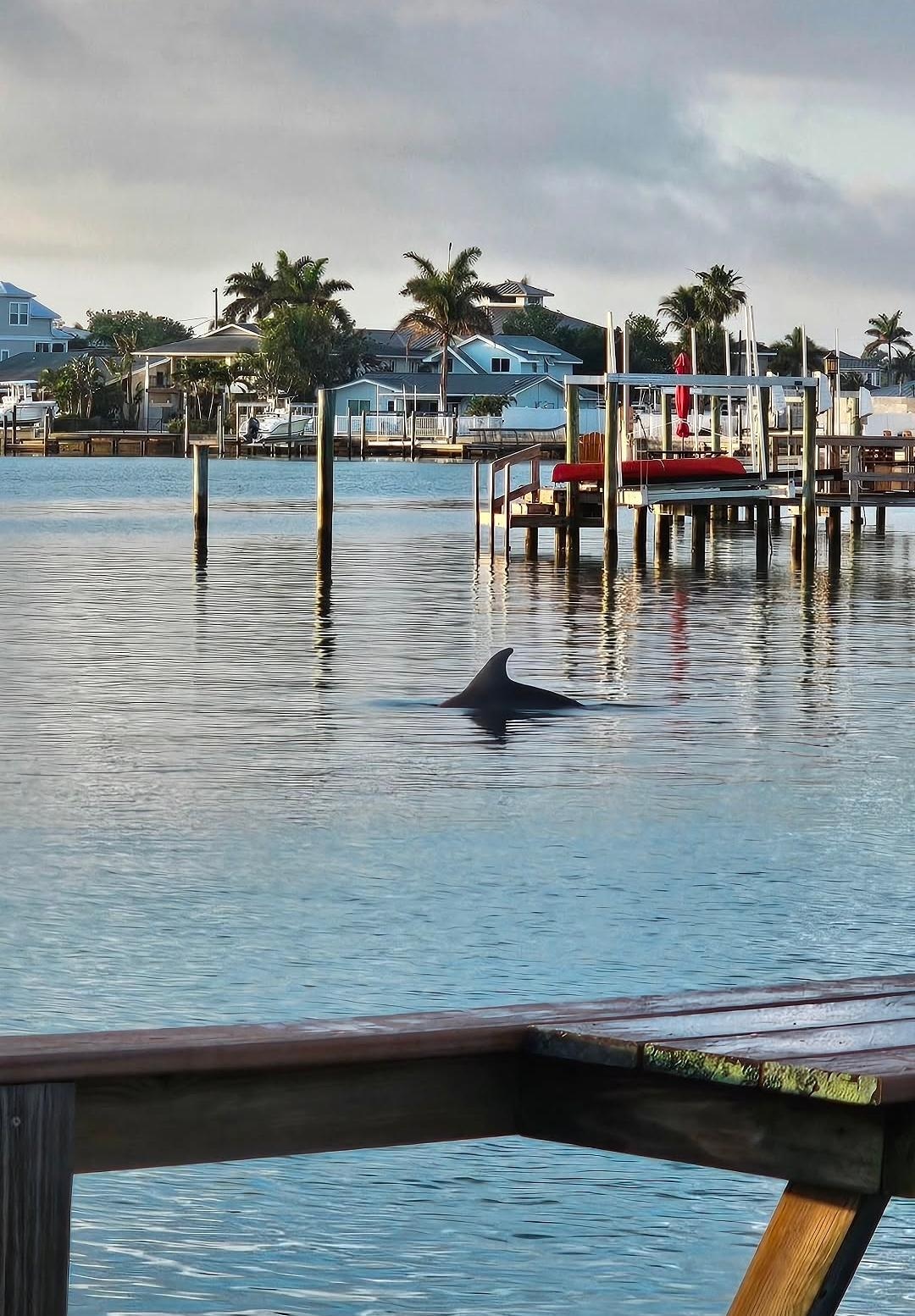 Dolphins every morning 🥰