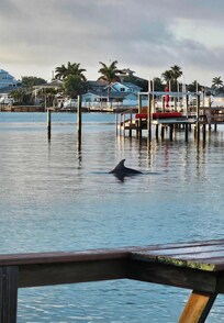 Dolphins every morning 🥰
