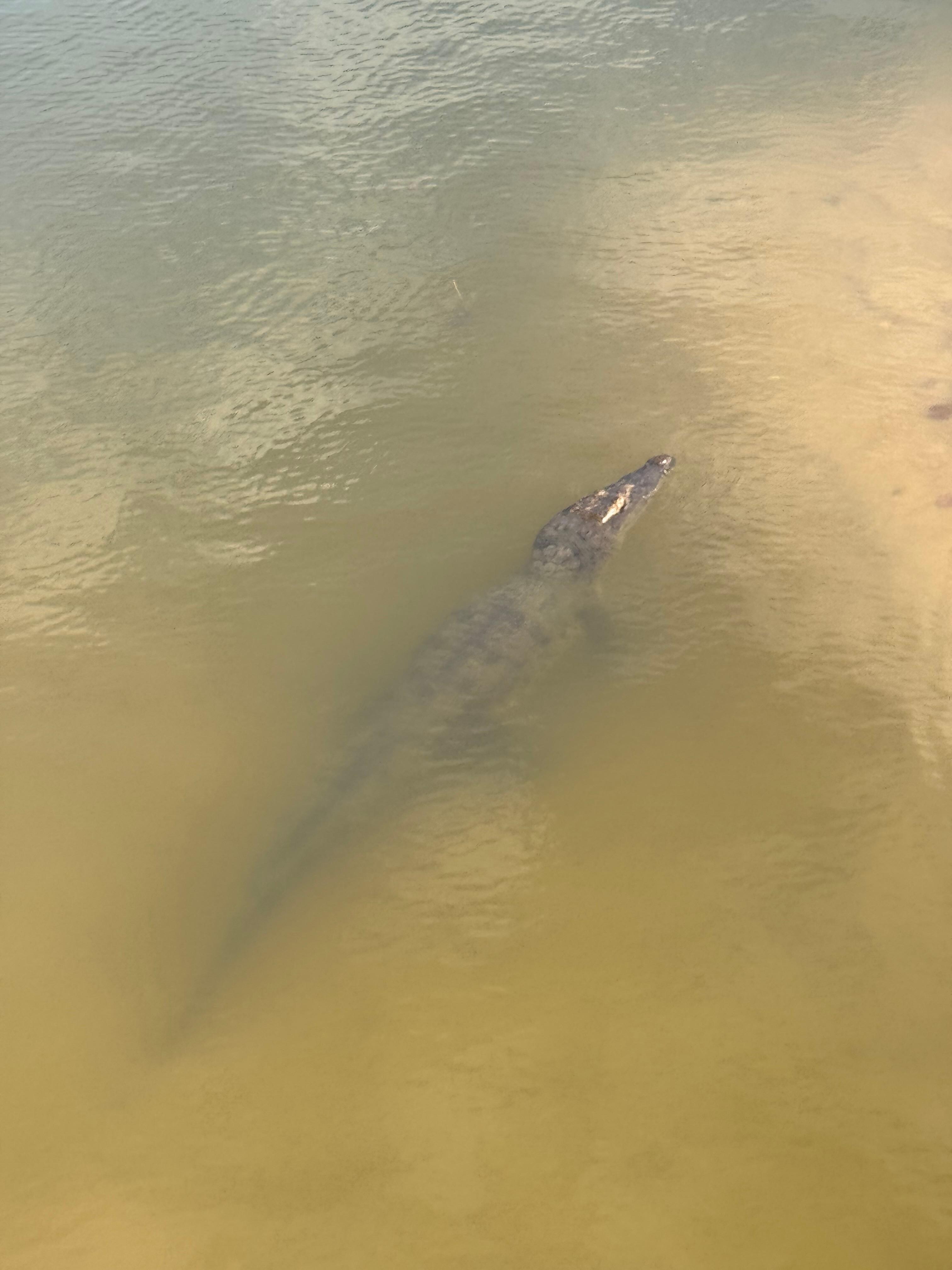 Crocodile in the little creek next to us- we viewed from a safe distance!
