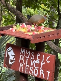 They put out fruit rinds for birdwatching while dining.